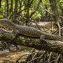 mangrove monitor