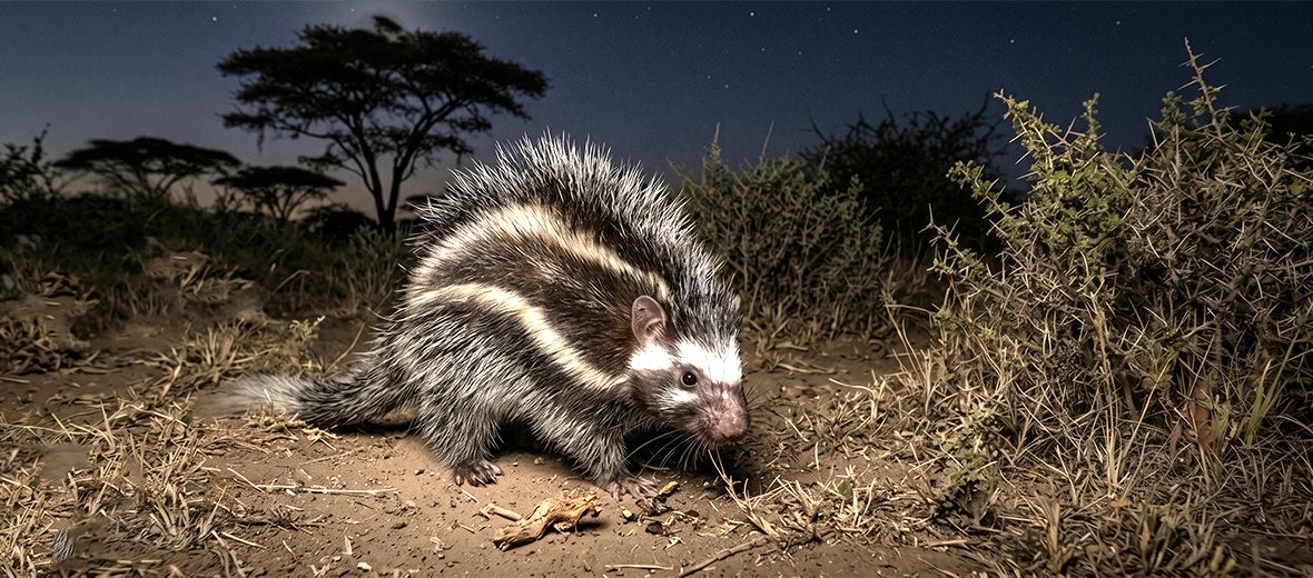 maned rat