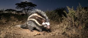 maned rat