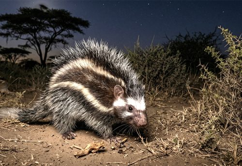 maned rat