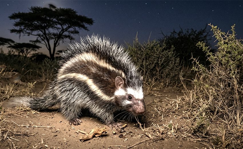 maned rat