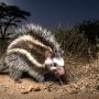 maned rat