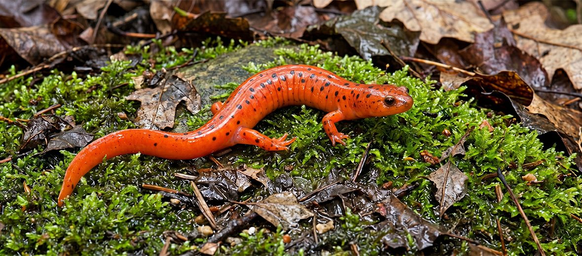 mud salamander