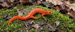 mud salamander