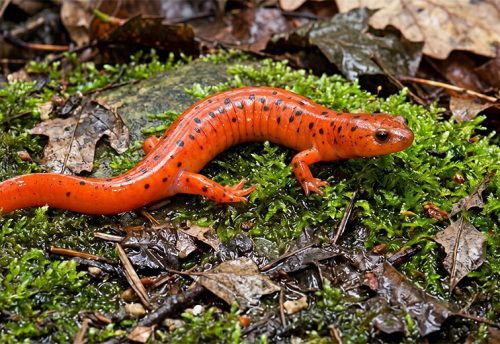 mud salamander