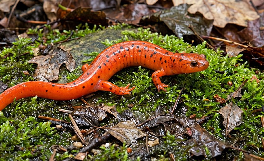 mud salamander