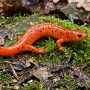 mud salamander