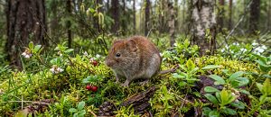 northern red-backed vole
