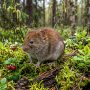 northern red-backed vole
