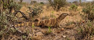 rock monitor