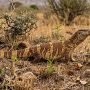 rock monitor