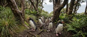 Snares penguin