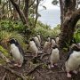 Snares penguin