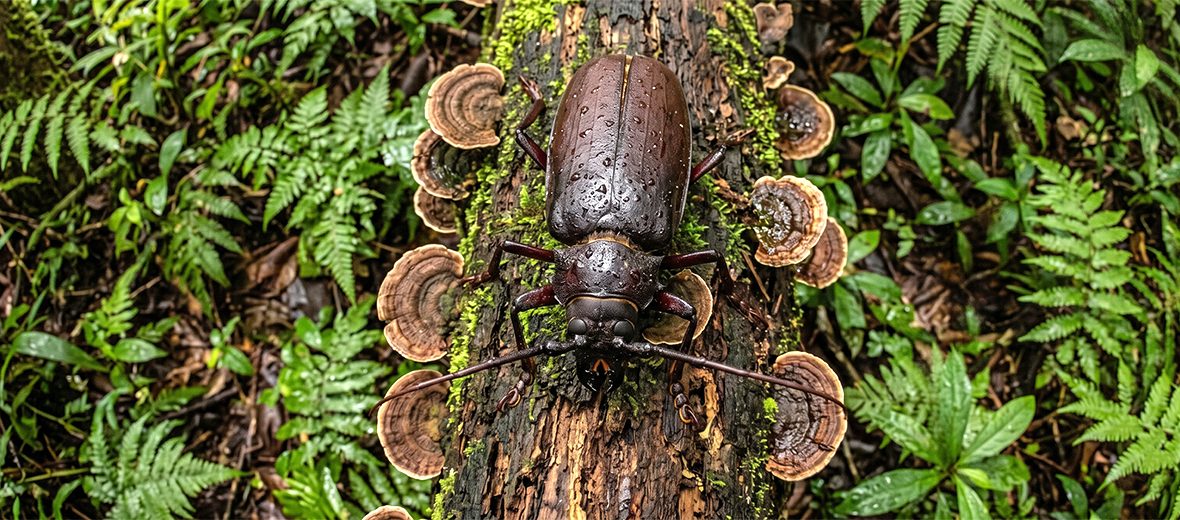 titan beetle