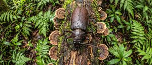 titan beetle