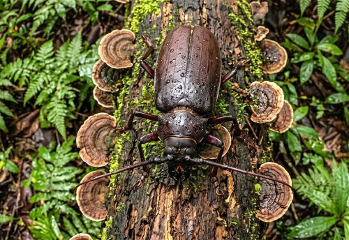 titan beetle