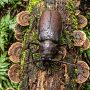 titan beetle