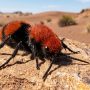 velvet ant