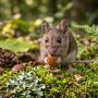 wood mouse