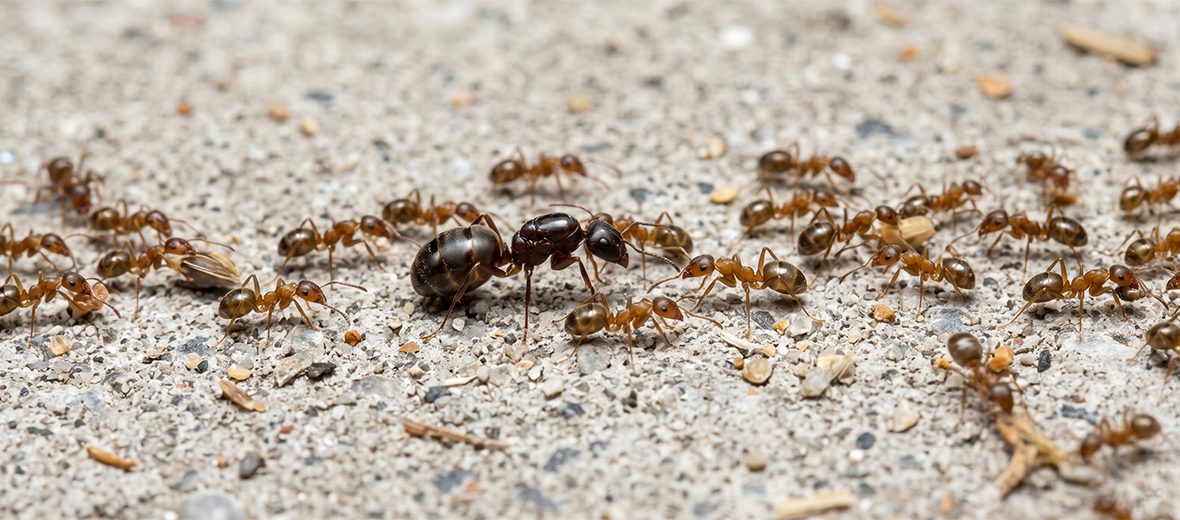 Argentine ant