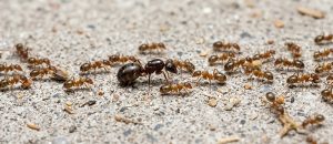 Argentine ant