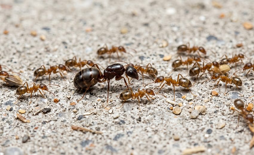 Argentine ant