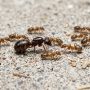 Argentine ant