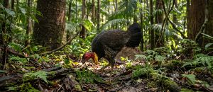 Australian brushturkey