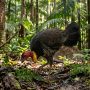 Australian brushturkey