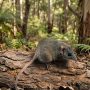 Antechinus