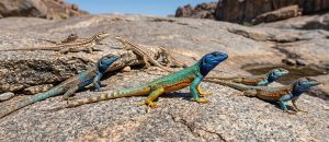 Broadley's flat lizard