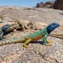 Broadley's flat lizard