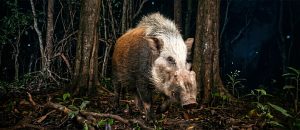 bushpig