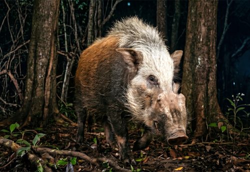 bushpig