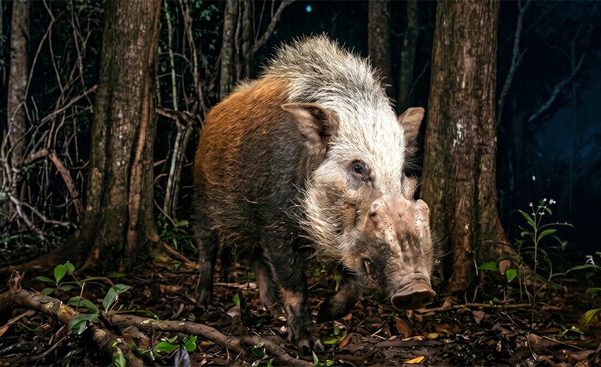 bushpig