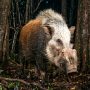 bushpig