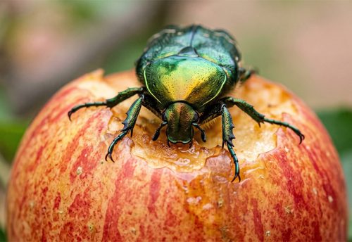 copper chafer