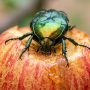 copper chafer