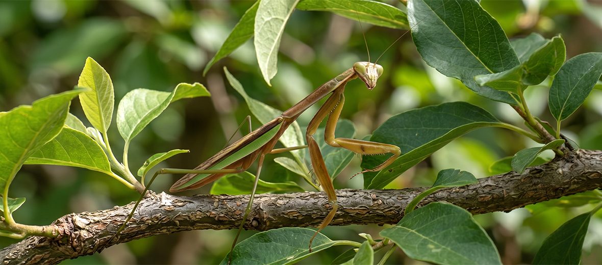 Chinese mantis