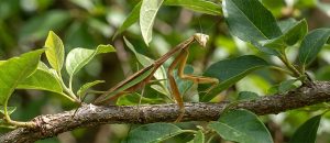 Chinese mantis
