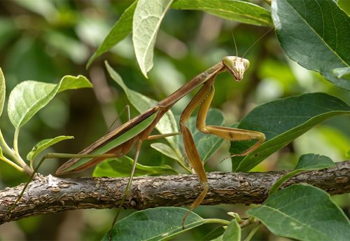 Chinese mantis
