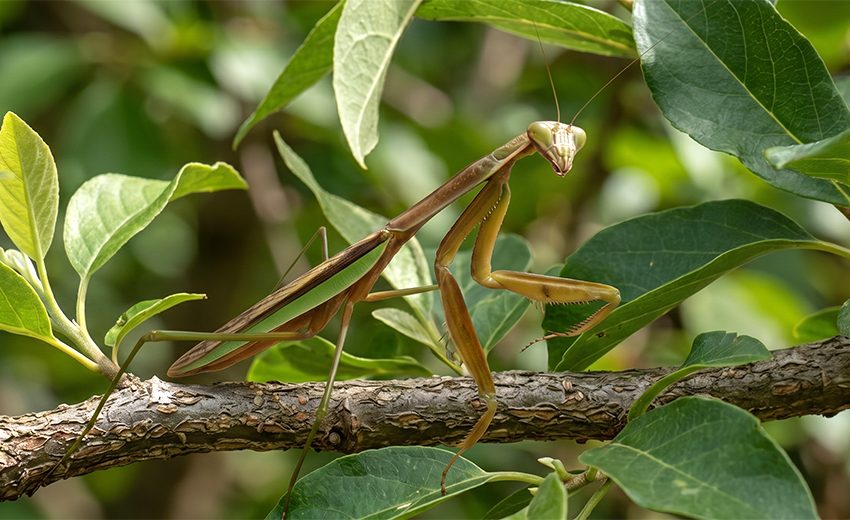 Chinese mantis