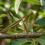 Chinese mantis