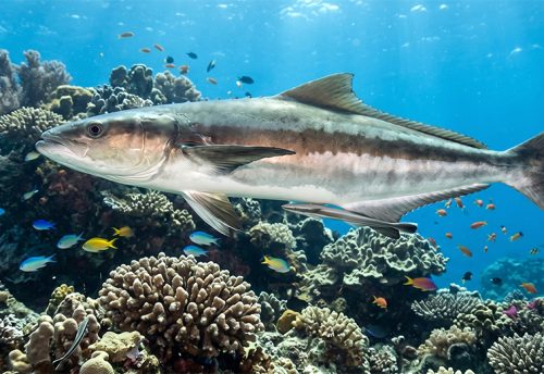 cobia