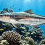 cobia