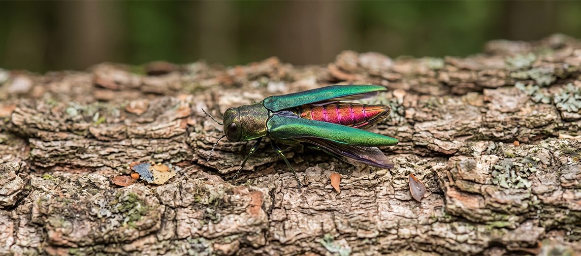 emerald ash borer