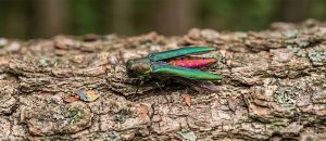 The Emerald Ash Borer