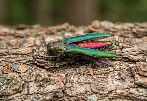 emerald ash borer