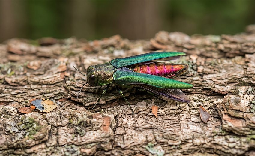 emerald ash borer