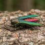 emerald ash borer